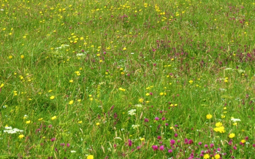 wildflowers on Coll